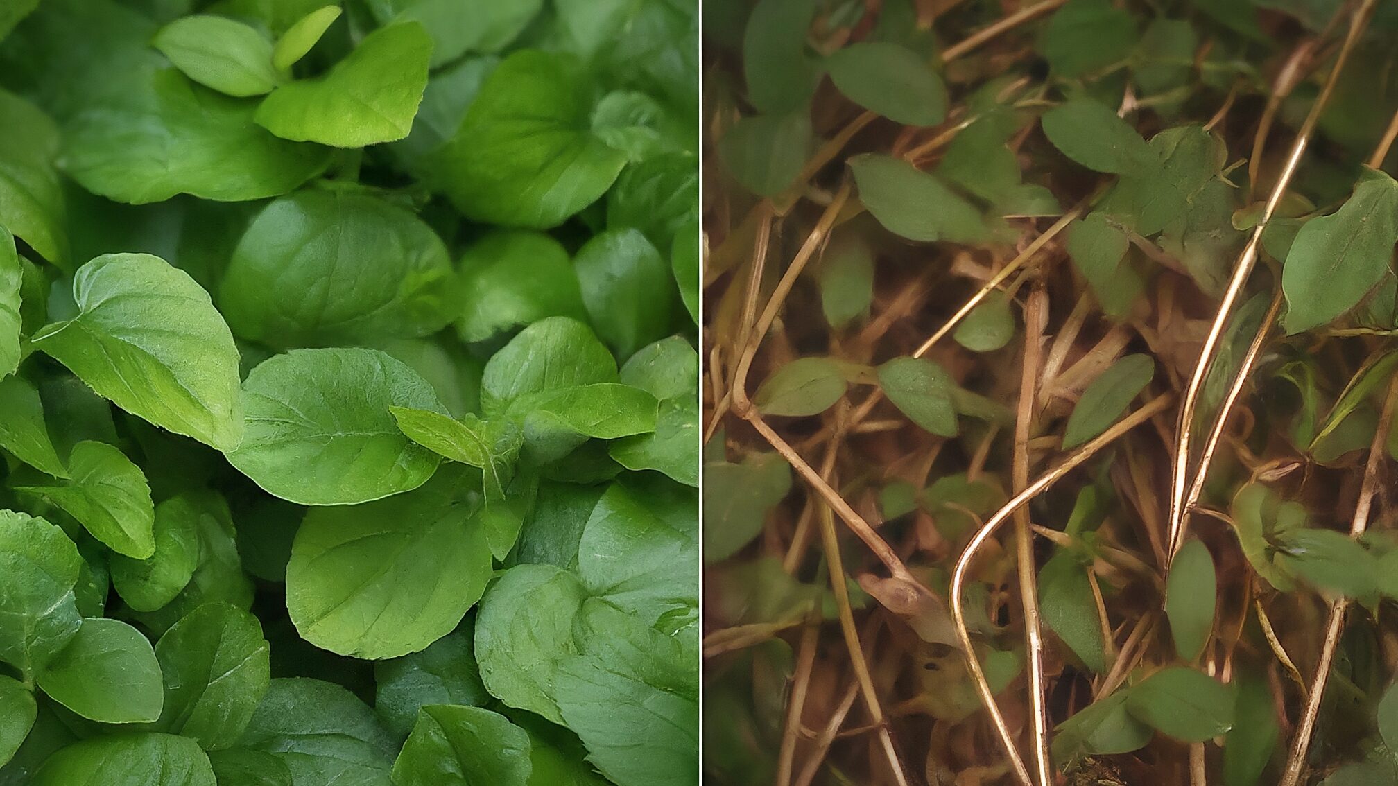 成功事例と失敗事例の分析から学ぶ教訓